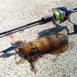 今シーズンラストエギング